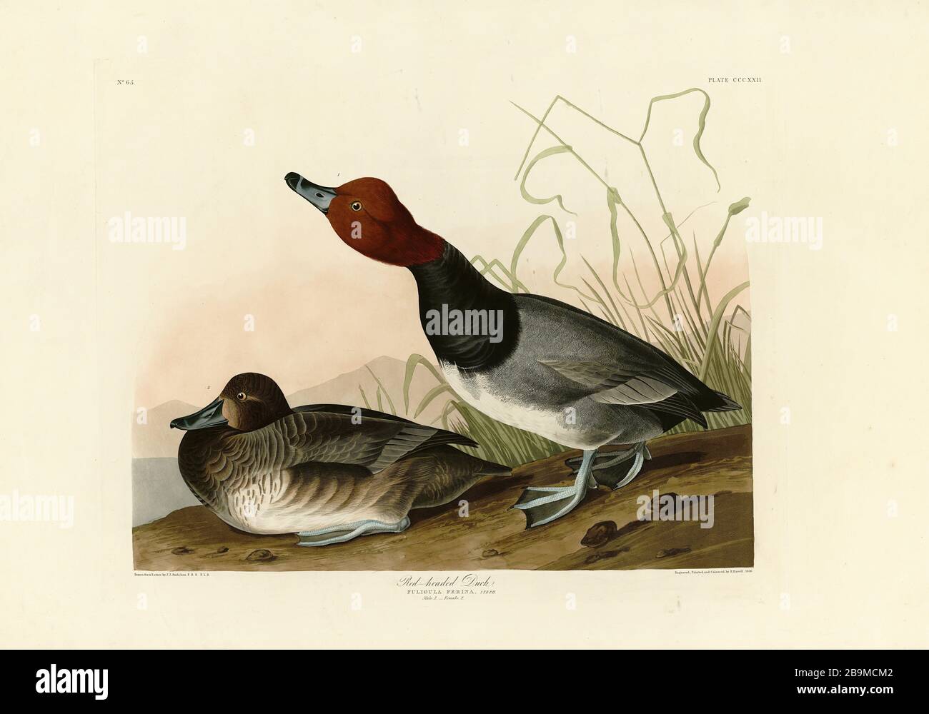 Plate 322 Red-headed Duck (Redhead) from The Birds of America folio (1827–1839) by John James Audubon - Very high resolution and quality edited image Stock Photo