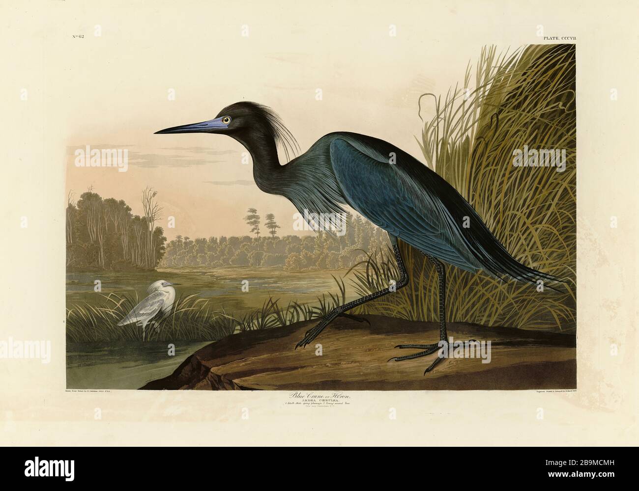 Plate 307 Blue Crane or Heron from The Birds of America folio (1827–1839) by John James Audubon - Very high resolution and quality edited image Stock Photo