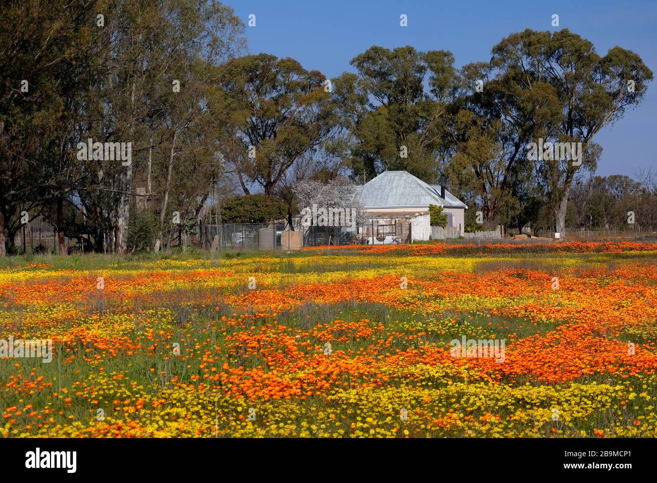 Wild Flowers, gazanias and daisies, sprawl abundantly across a field during the wild flower season in the village of Nieuwoudtville, Northern Cape. Stock Photo