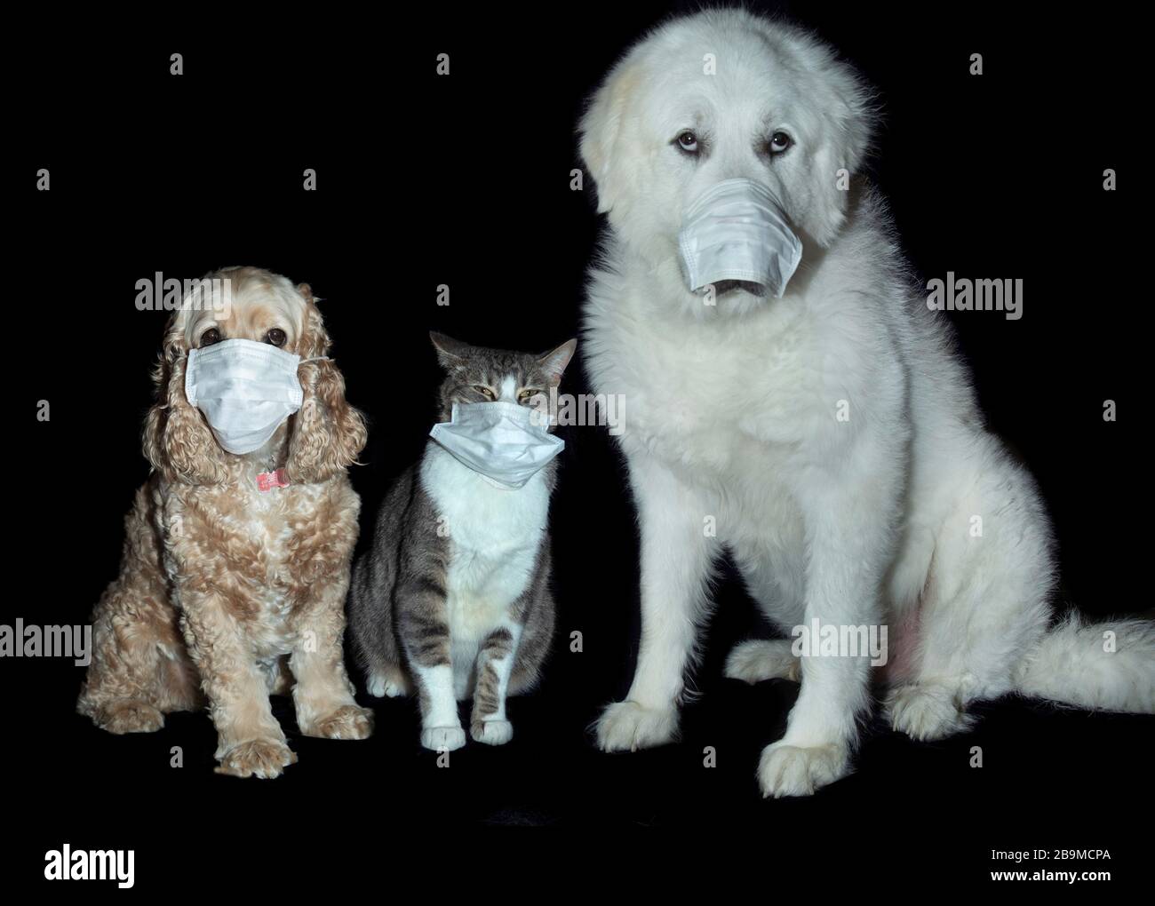 Are Great Pyrenees Dogs Good With Cats