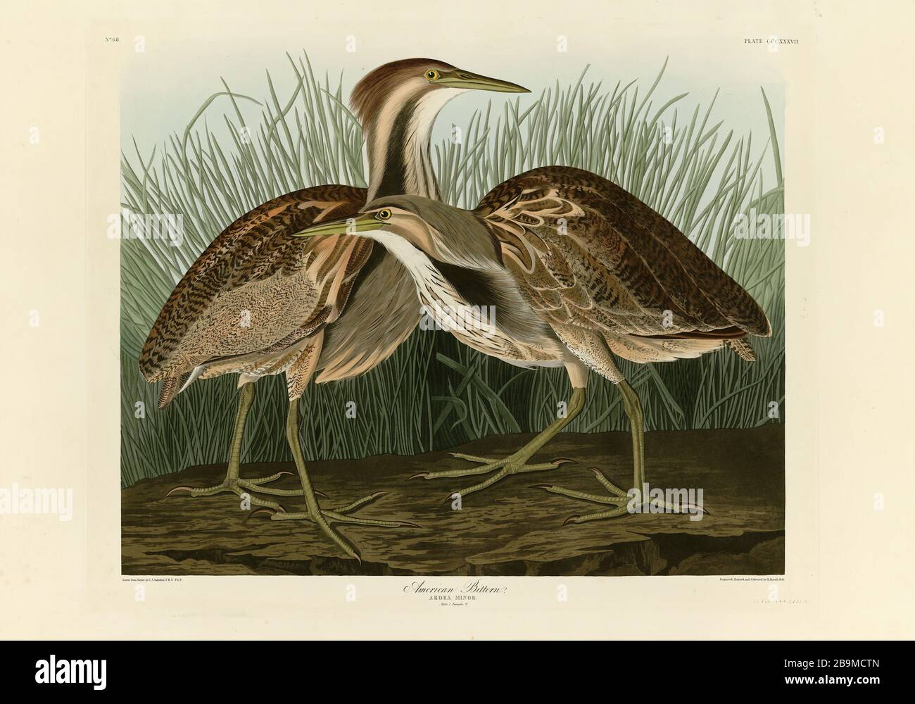 Plate 337 American Bittern from The Birds of America folio (1827–1839) by John James Audubon - Very high resolution and quality edited image Stock Photo