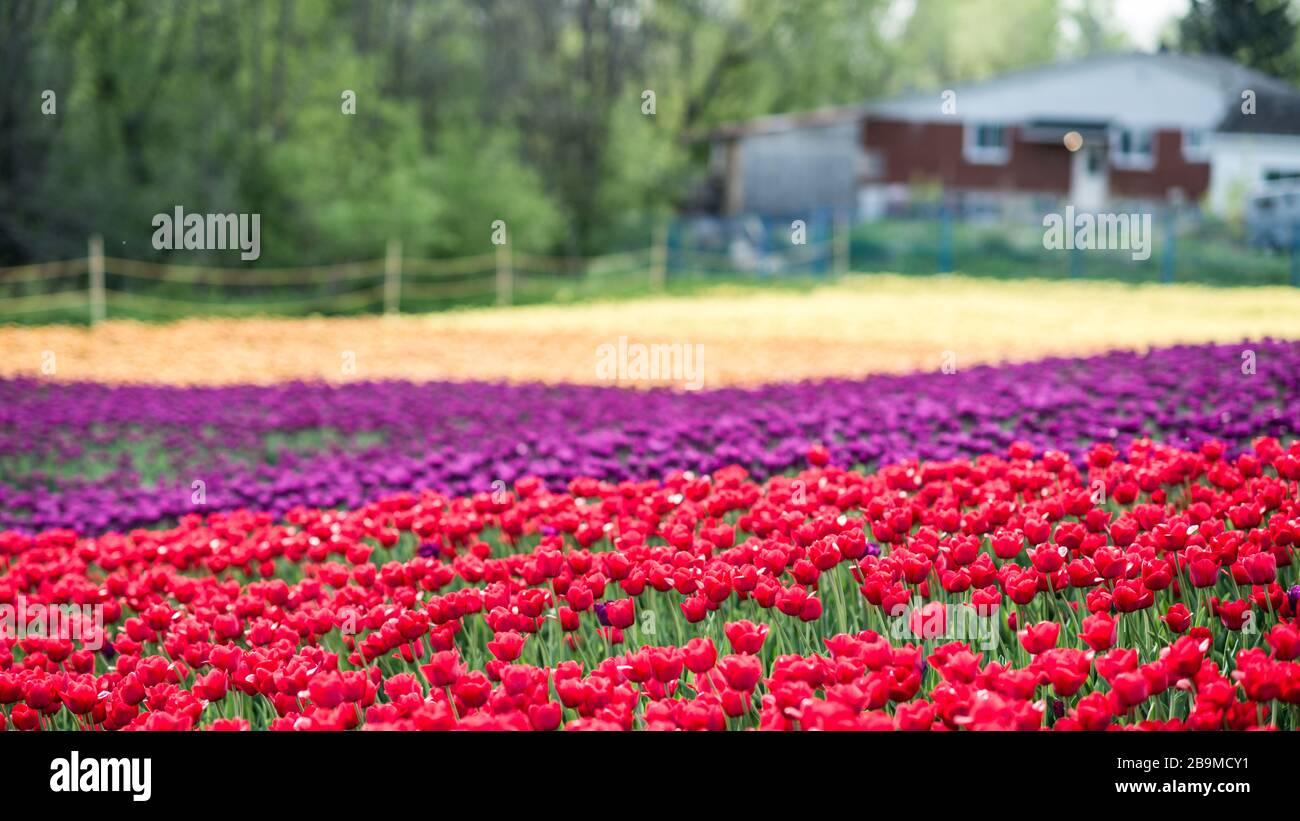 Tulip field with colorful flowers in Laval Stock Photo Alamy