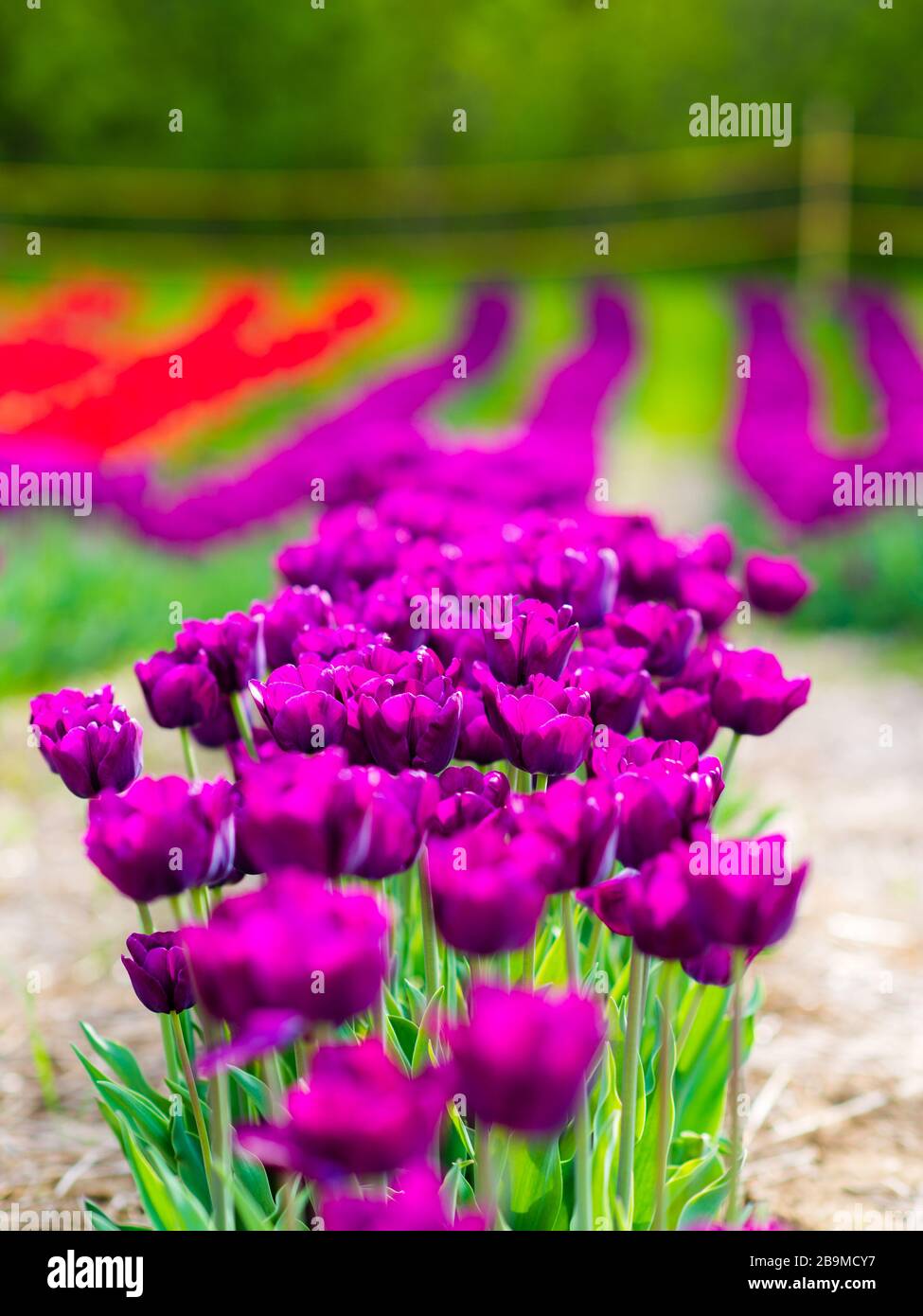 Tulip field with colorful flowers in Laval Stock Photo Alamy