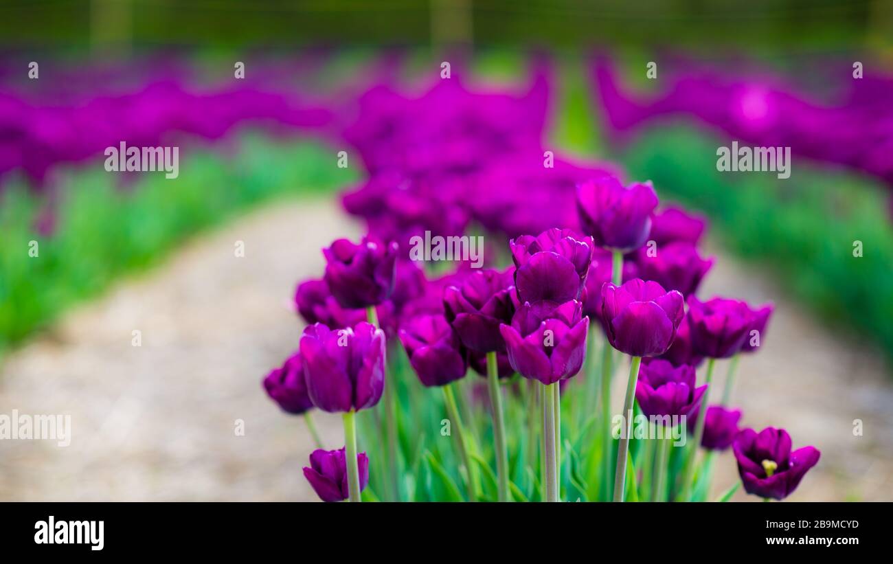Tulip field with colorful flowers in Laval Stock Photo Alamy