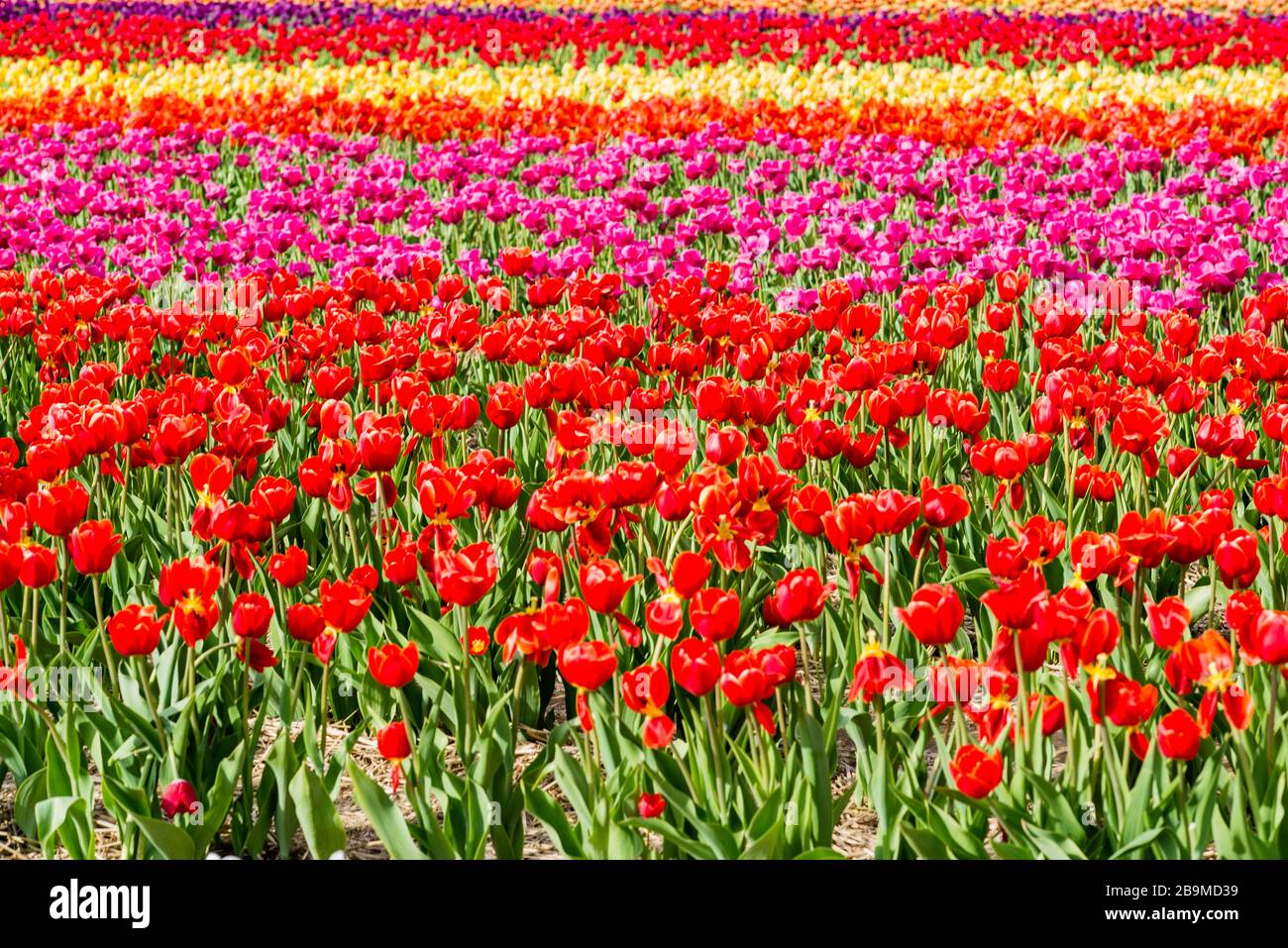 Tulip field with colorful flowers in Laval Stock Photo Alamy