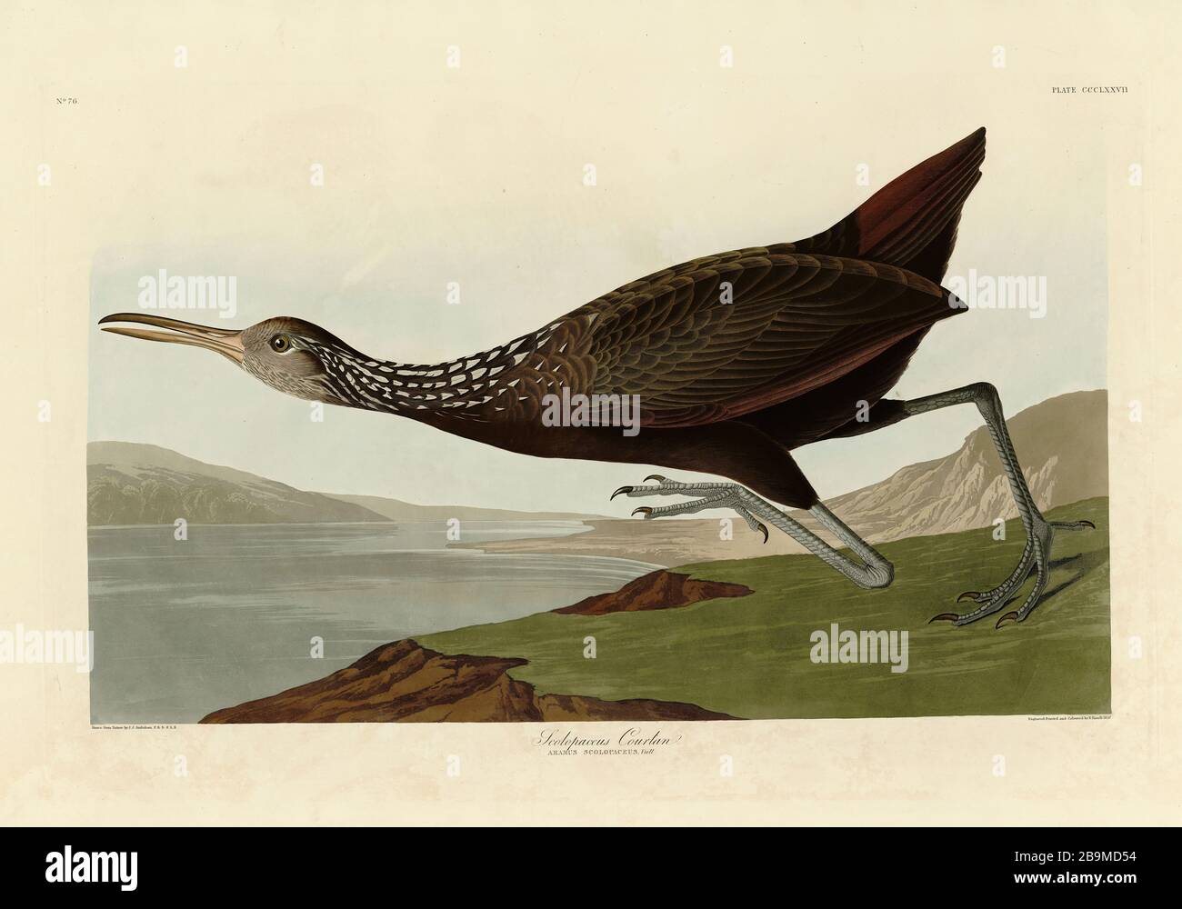 Plate 377 Scolopaceus Courlan (Limpkin) The Birds of America folio (1827–1839) by John James Audubon - Very high resolution and quality edited image Stock Photo