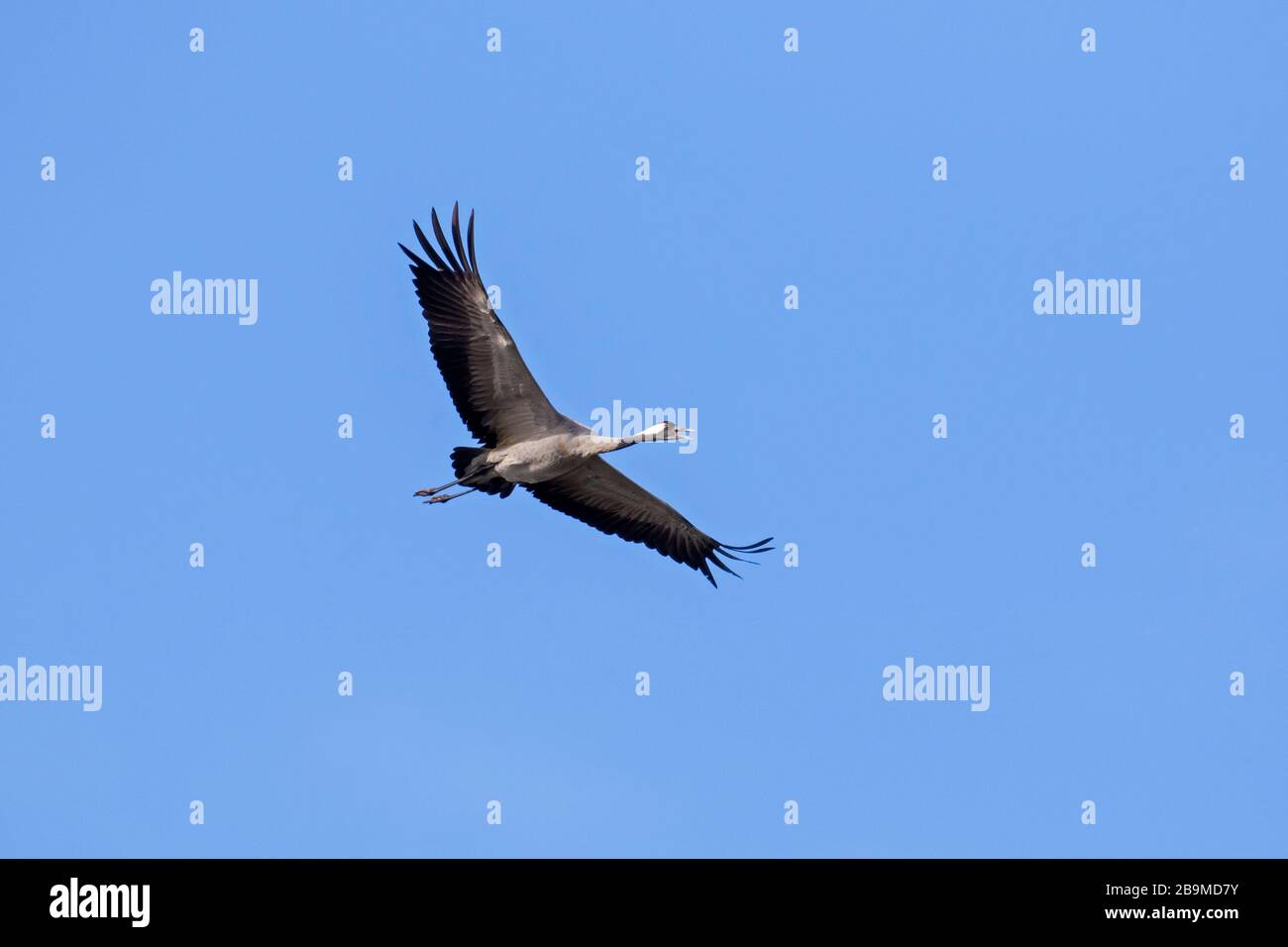 Migrating common crane / Eurasian crane (Grus grus) calling while flying / thermal soaring against blue sky during migration Stock Photo