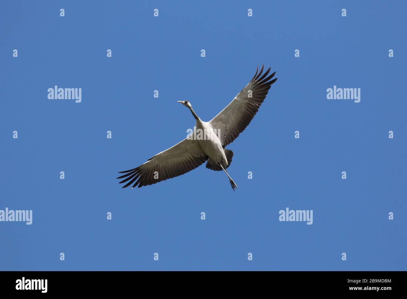 Migrating common crane / Eurasian crane (Grus grus) flying / thermal soaring against blue sky during migration Stock Photo