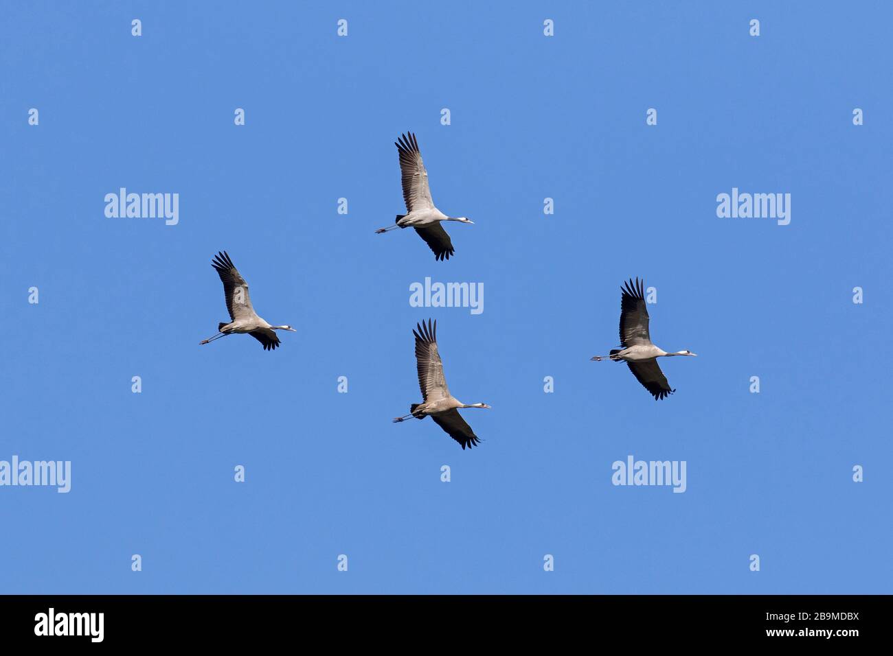 Four migrating common cranes / Eurasian crane (Grus grus) flying / thermal soaring against blue sky during migration Stock Photo