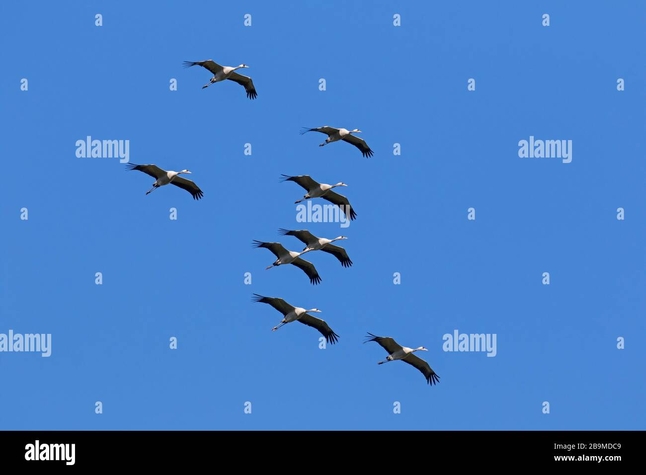 Migrating flock of common cranes / Eurasian crane (Grus grus) flying / thermal soaring against blue sky during migration Stock Photo