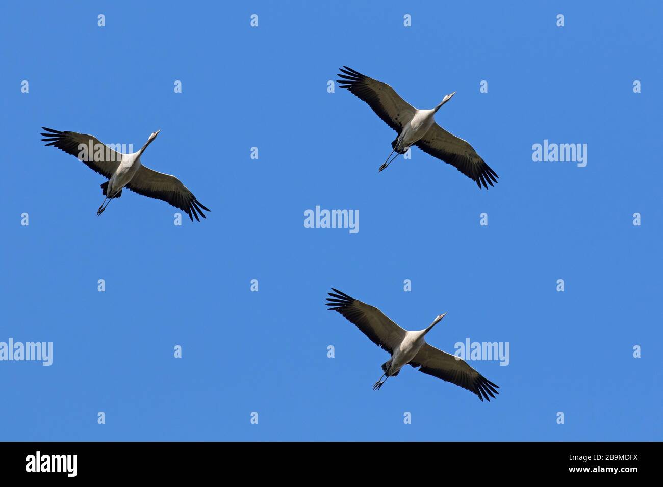Three migrating common cranes / Eurasian crane (Grus grus) flying / thermal soaring against blue sky during migration Stock Photo