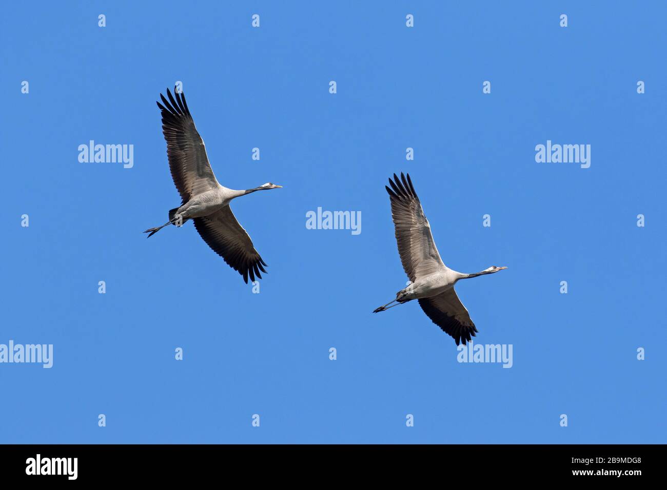 Two migrating common cranes / Eurasian crane (Grus grus) flying / thermal soaring against blue sky during migration Stock Photo