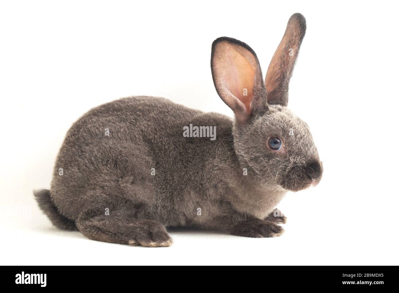 Rex lop eared dwarf rabbit Cut Out Stock Images & Pictures - Alamy