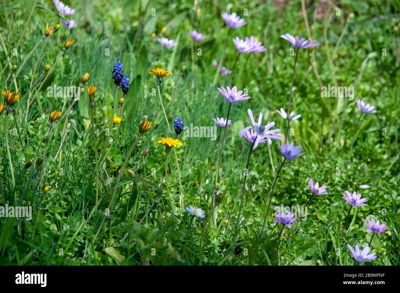 Carpet of wildflowers hi-res stock photography and images - Alamy