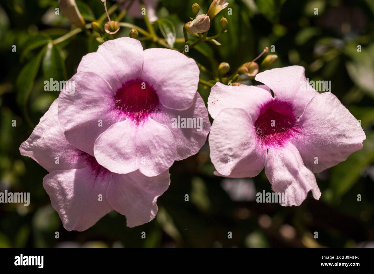 Pandorea jasminoides Stock Photo