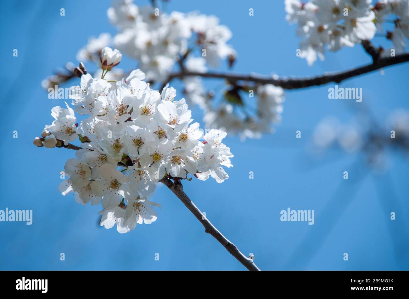 Wild cherry tree blossoming. Stock Photo
