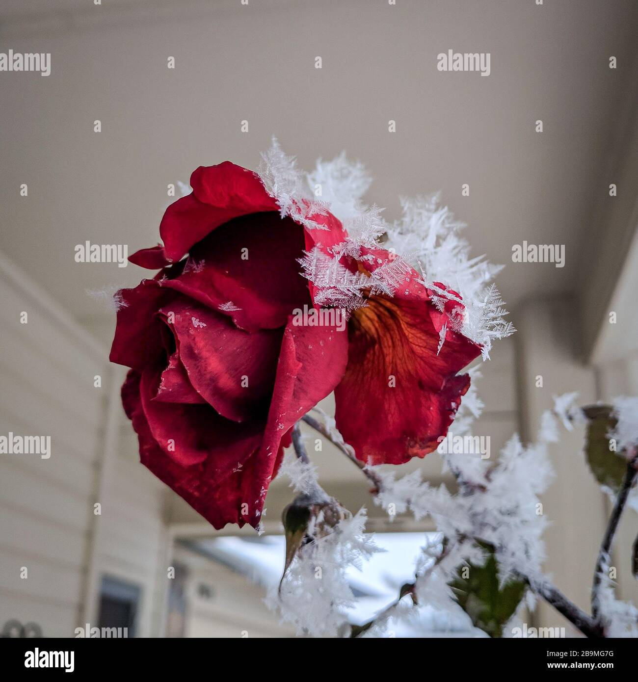 After a long night of freezing fog my roses were quite cold Stock Photo