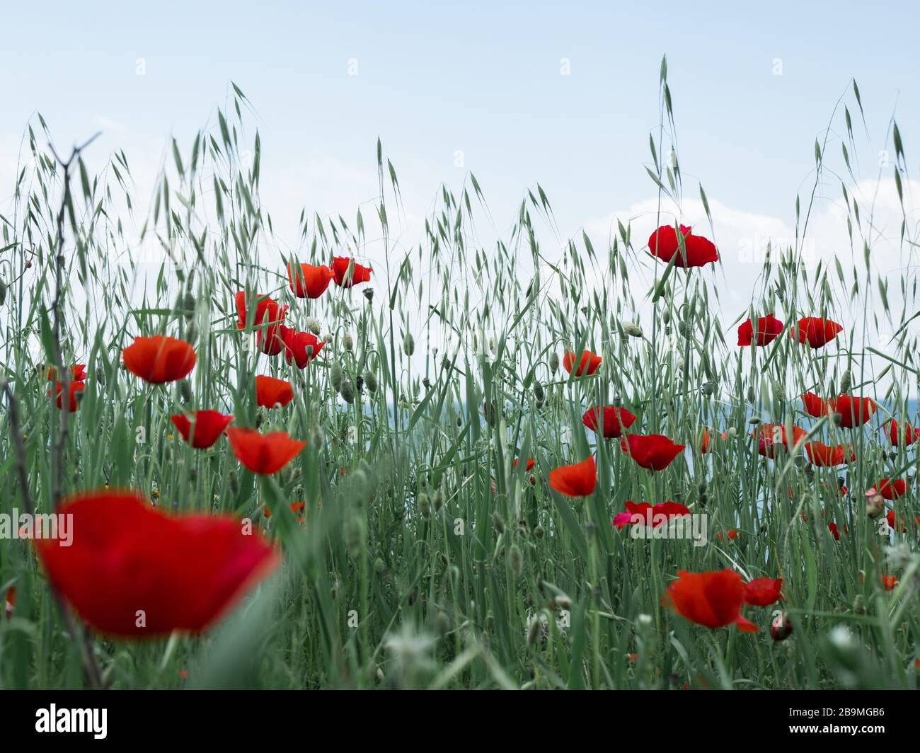 Beautiful poppy flowers hi-res stock photography and images - Alamy