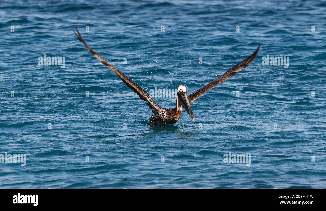 Brown Pelican takes off for flight in the Caribbean waters of Bonaire Stock Photo