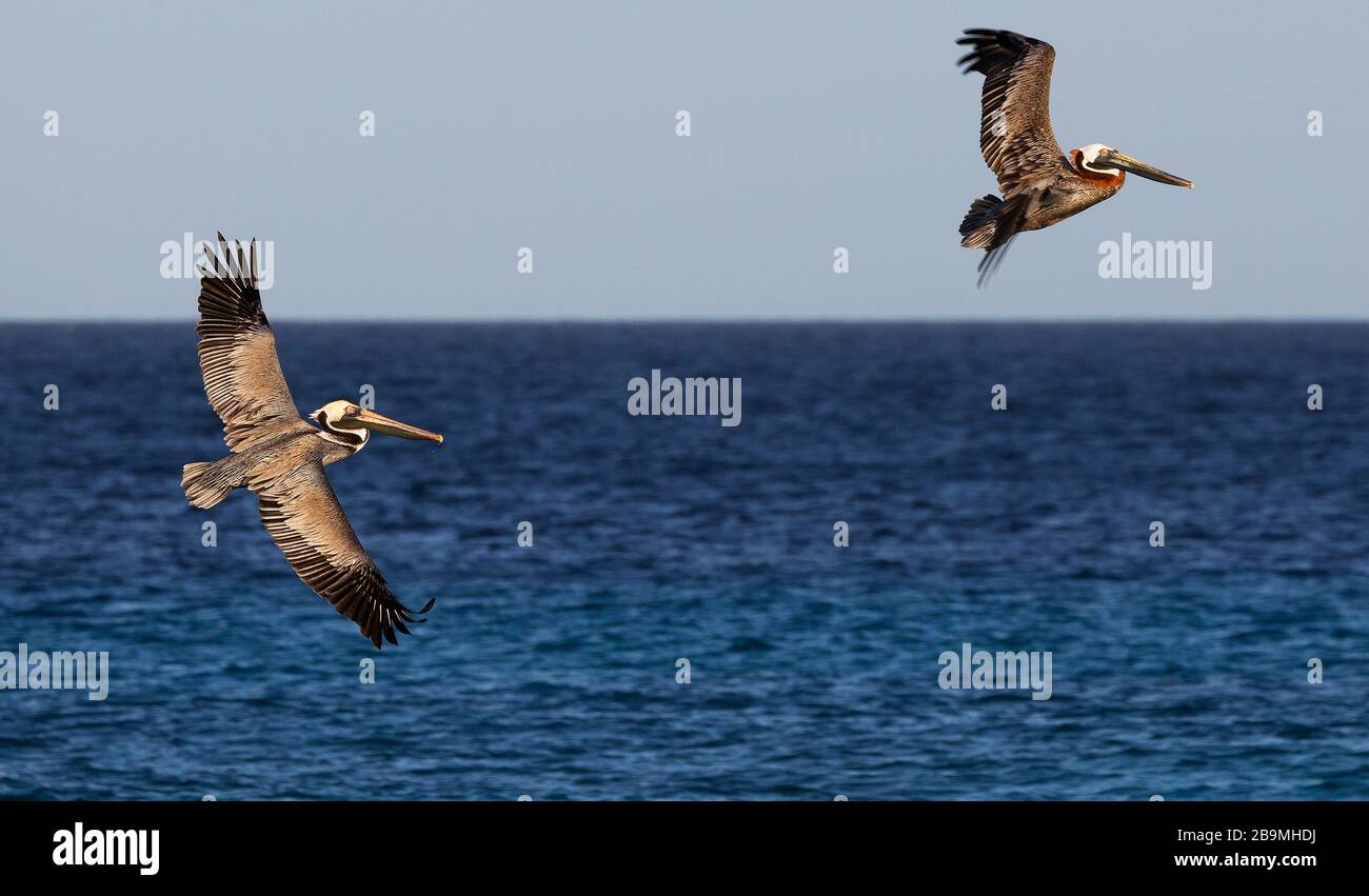 Brown Pelican in flight over the Caribbean waters of Bonaire Stock Photo
