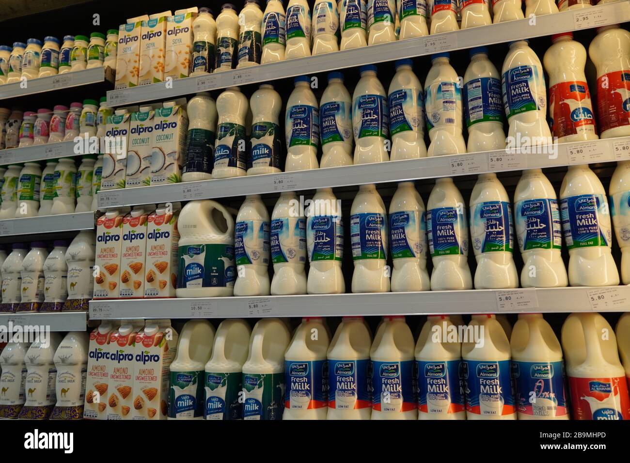 https://c8.alamy.com/comp/2B9MHPD/dubai-uae-december-2019-milk-bottles-arranged-on-shelves-for-sale-variety-of-sizes-also-present-flavored-milk-strawberry-milk-camel-milk-coconut-m-2B9MHPD.jpg
