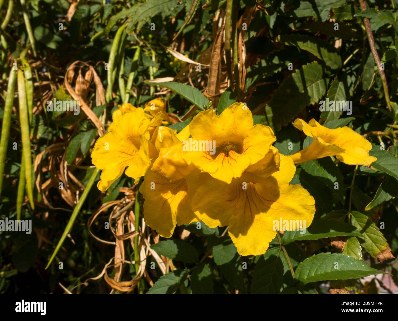 stans hires stock photography and images Alamy