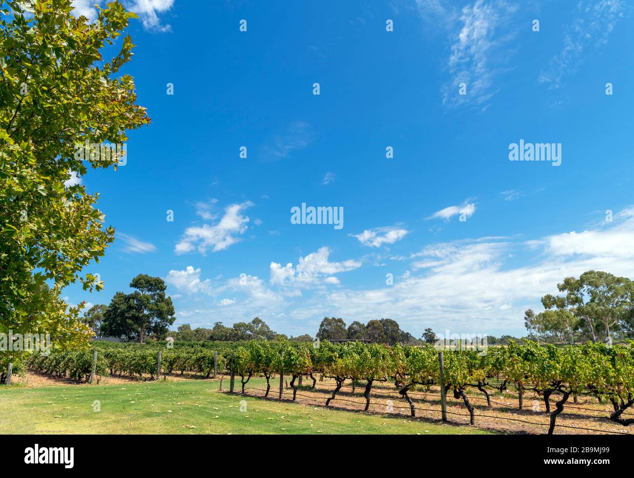 Vines at Sandalfords Wines winery, Swan Valley, Perth, Western