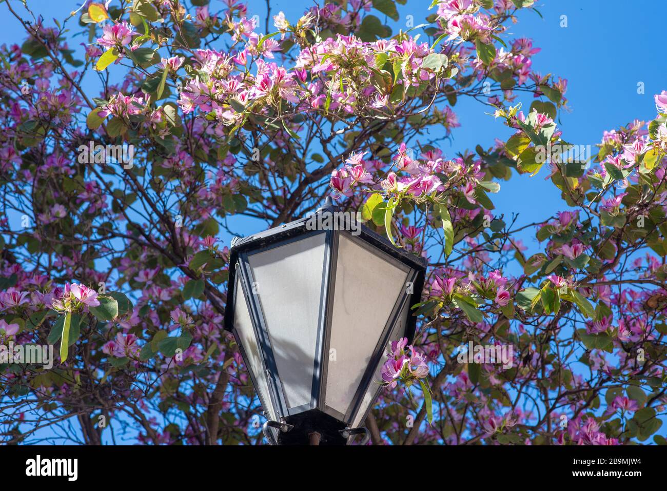 Bauhinia × blakeana, commonly called the Hong Kong orchid tree, is a legume tree of the genus Bauhinia, with large thick leaves and striking purplish Stock Photo