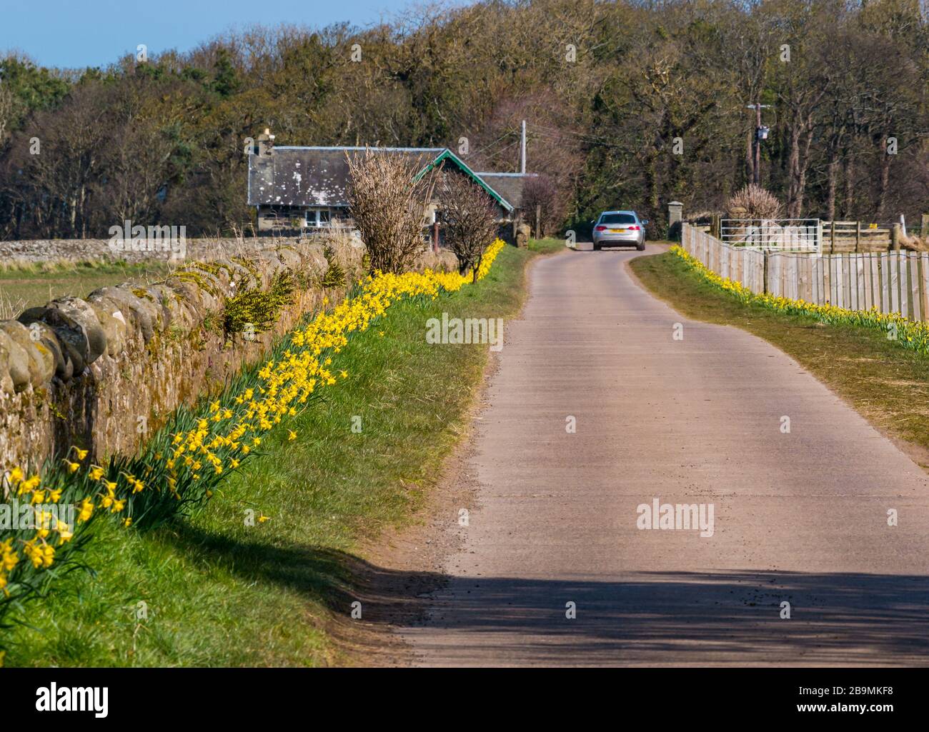 Country lane to Seacliff lined with yellow daffodils or narcissi on sunny day, East Lothian, Scotland, UK Stock Photo
