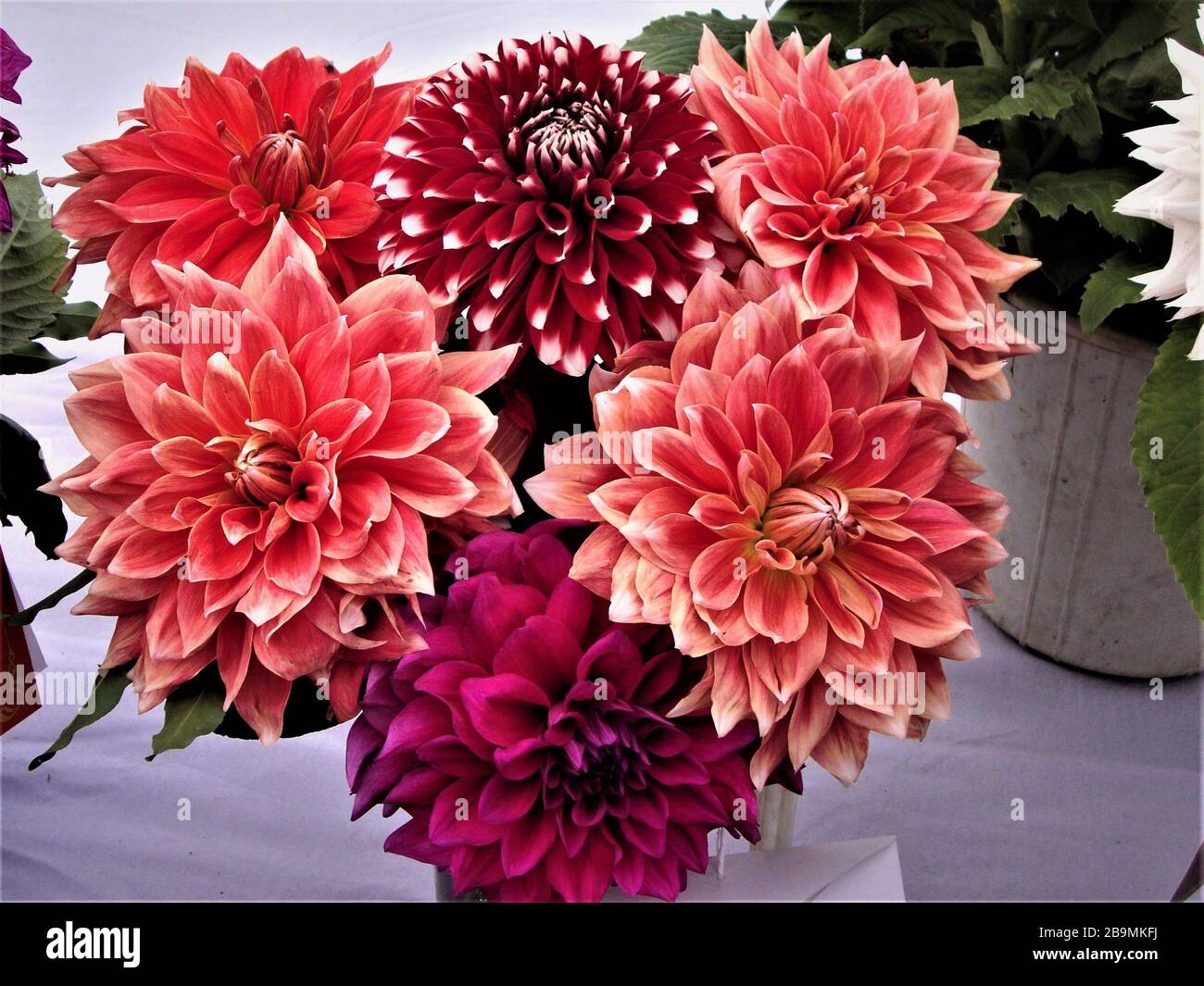 Bunch of extraordinary multicolored dahlias with white scars, India Stock Photo