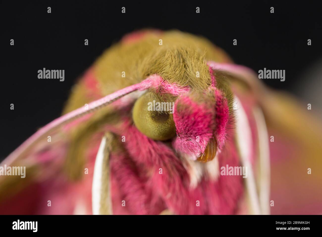 A close-up of a newly emerged elephant hawk moth, Deilephila elpenor. The moth has emerged from a chrysalis that had been kept over winter. It emerged Stock Photo