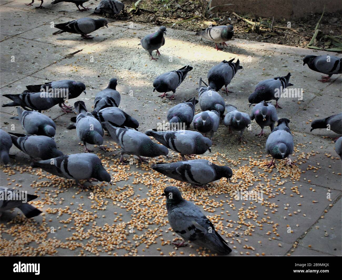 Herd of adorable grayish  blue pigeons enjoying scattered grain outside India Gate, Delhi Stock Photo