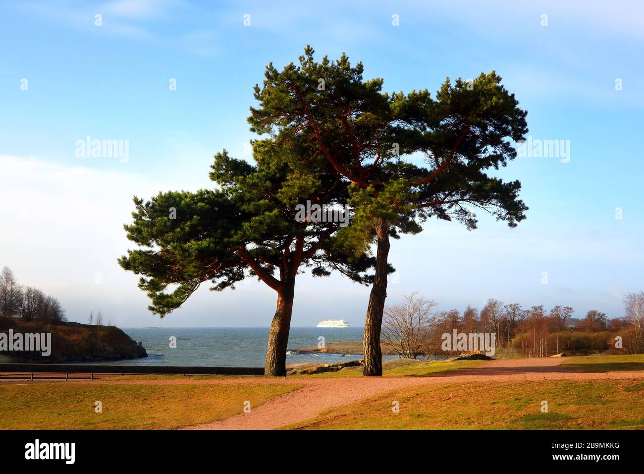 Two trees growing together hires stock photography and images Alamy