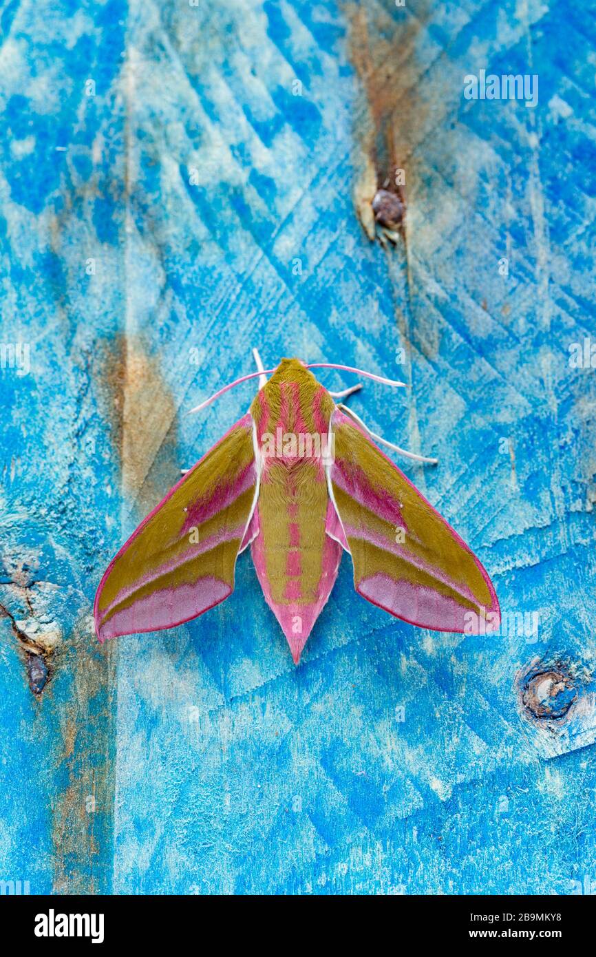 A newly emerged elephant hawk moth, Deilephila elpenor. The moth has emerged from a chrysalis that had been kept over winter. It emerged towards the e Stock Photo