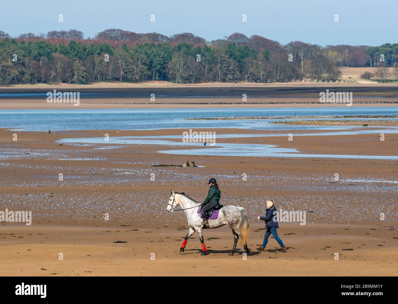 Woman riding horse at low tide, Tyne estuary, John Muir Country Park, East Lothian, Scotland, UK Stock Photo