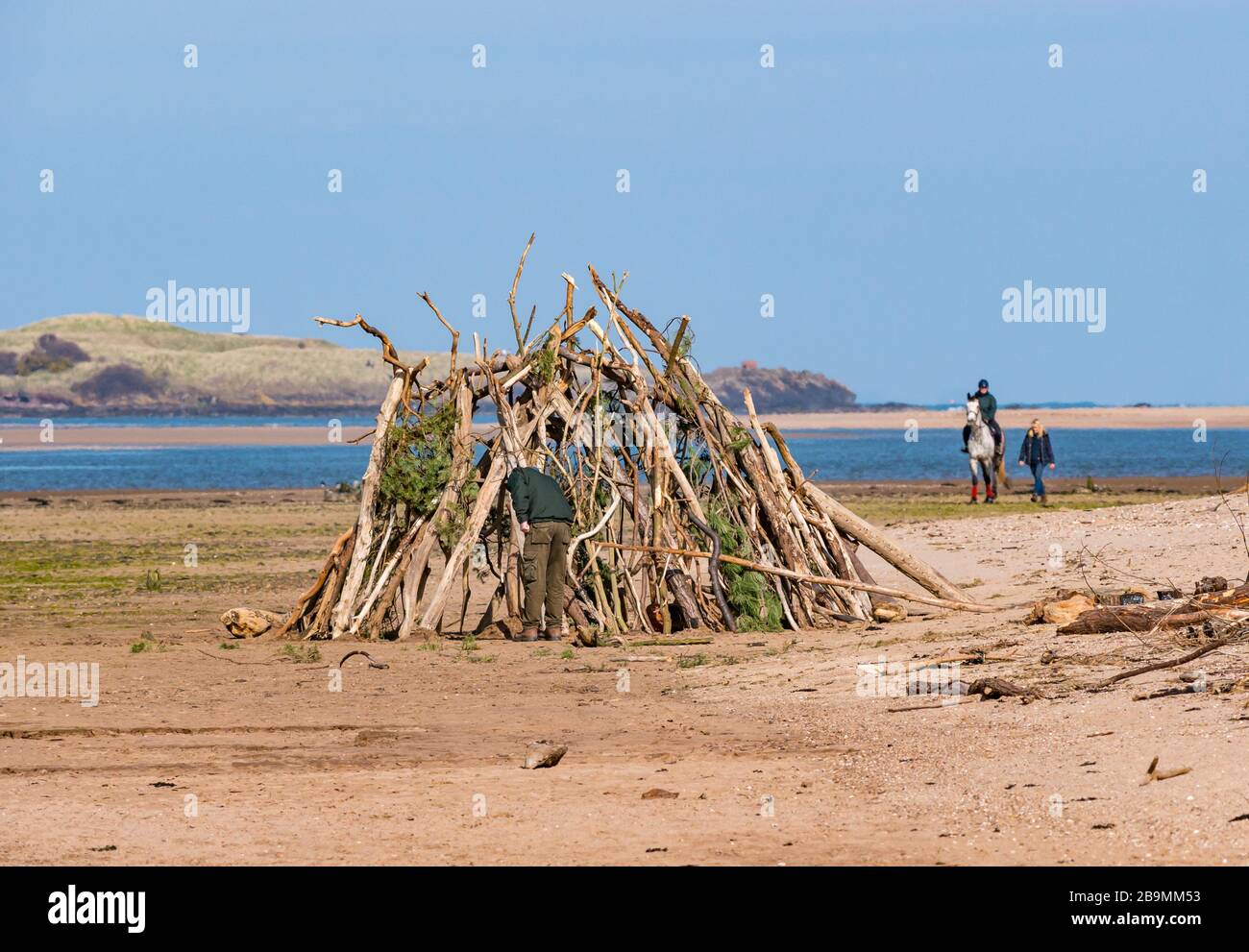 Man building den from branches and horse rider on beach, John Muir Country Park, East Lothian, Scotland, UK Stock Photo