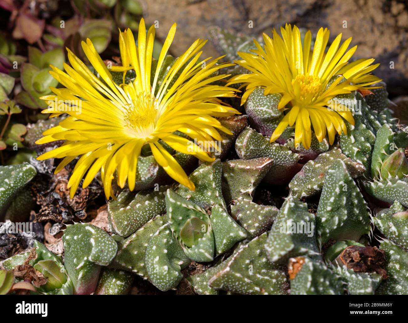 Faucaria zebrina Stock Photo