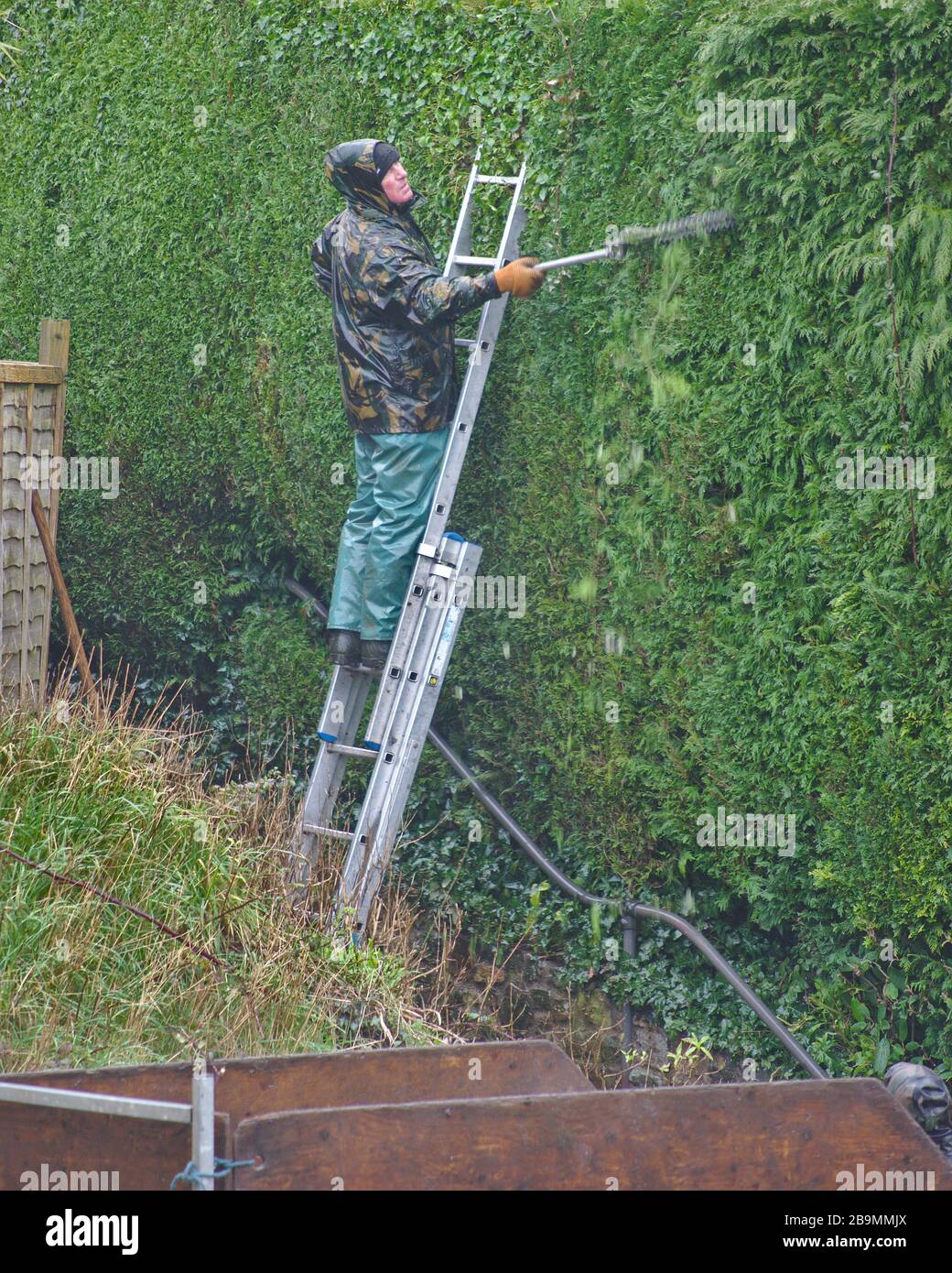 Gardener working at height from a ladder with a long reach hedge trimmer in poor wet weather conditions. Stock Photo