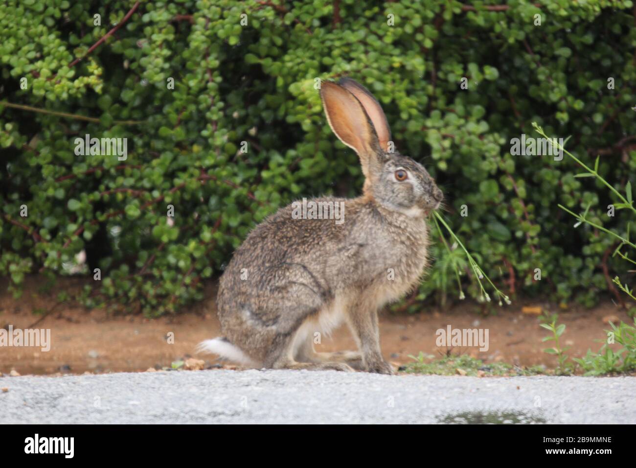 Scrub Hare, addo National Park Stock Photo