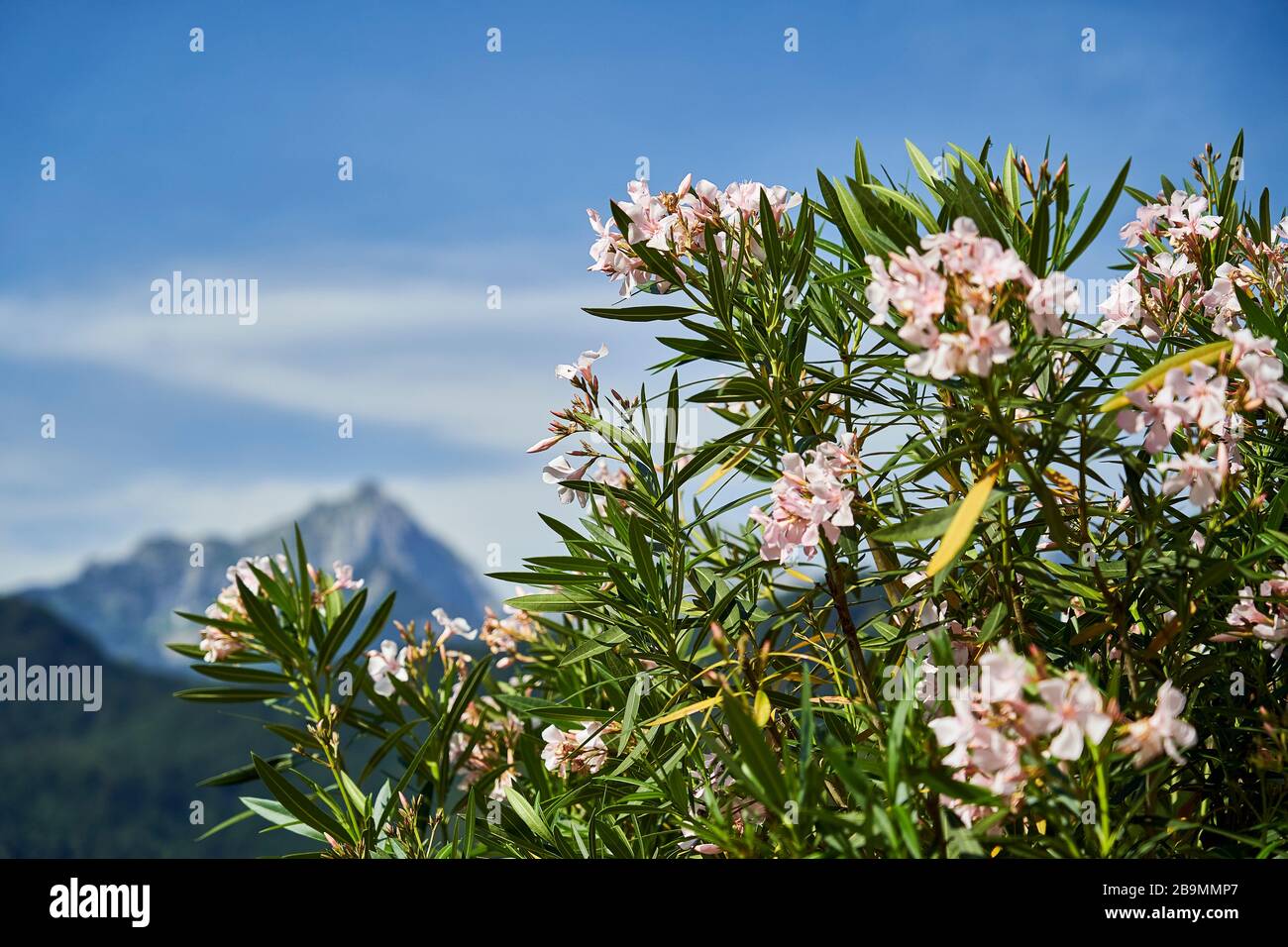 Oleander bush in full pink colord blossom in foreground. A blurred image of a mountain in the background. Depth of filed. Stock Photo