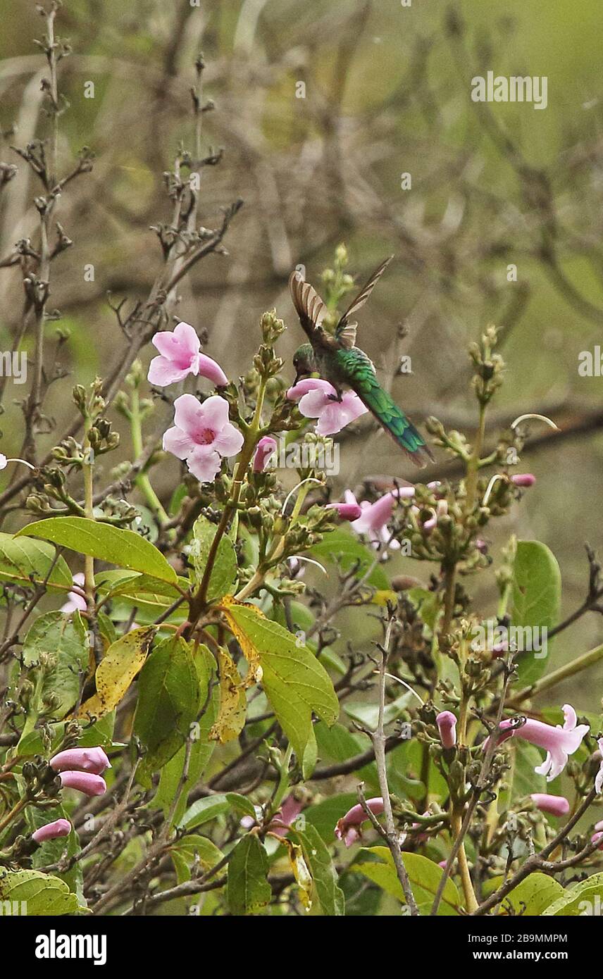 Grey-bellied Comet (Taphrolesbia griseiventris) adult male feeding at flower  Chonta River Canyon, Peru               March Stock Photo