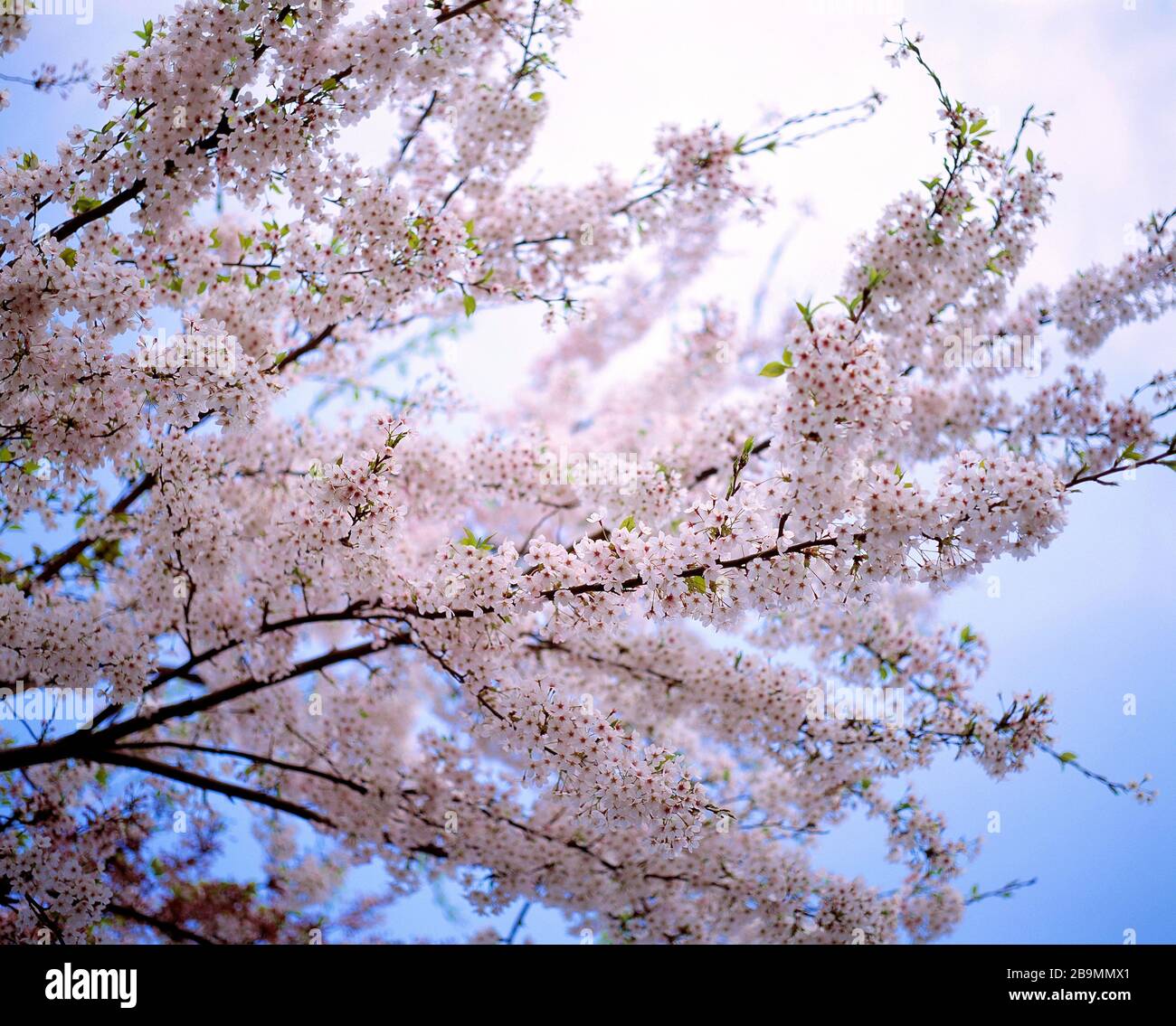 Guernsey. Plants. Trees. Cherry Tree Blossom. Stock Photo