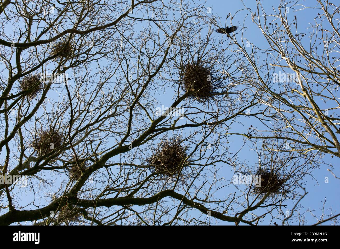 Rook: nest, call & egg - Plantura