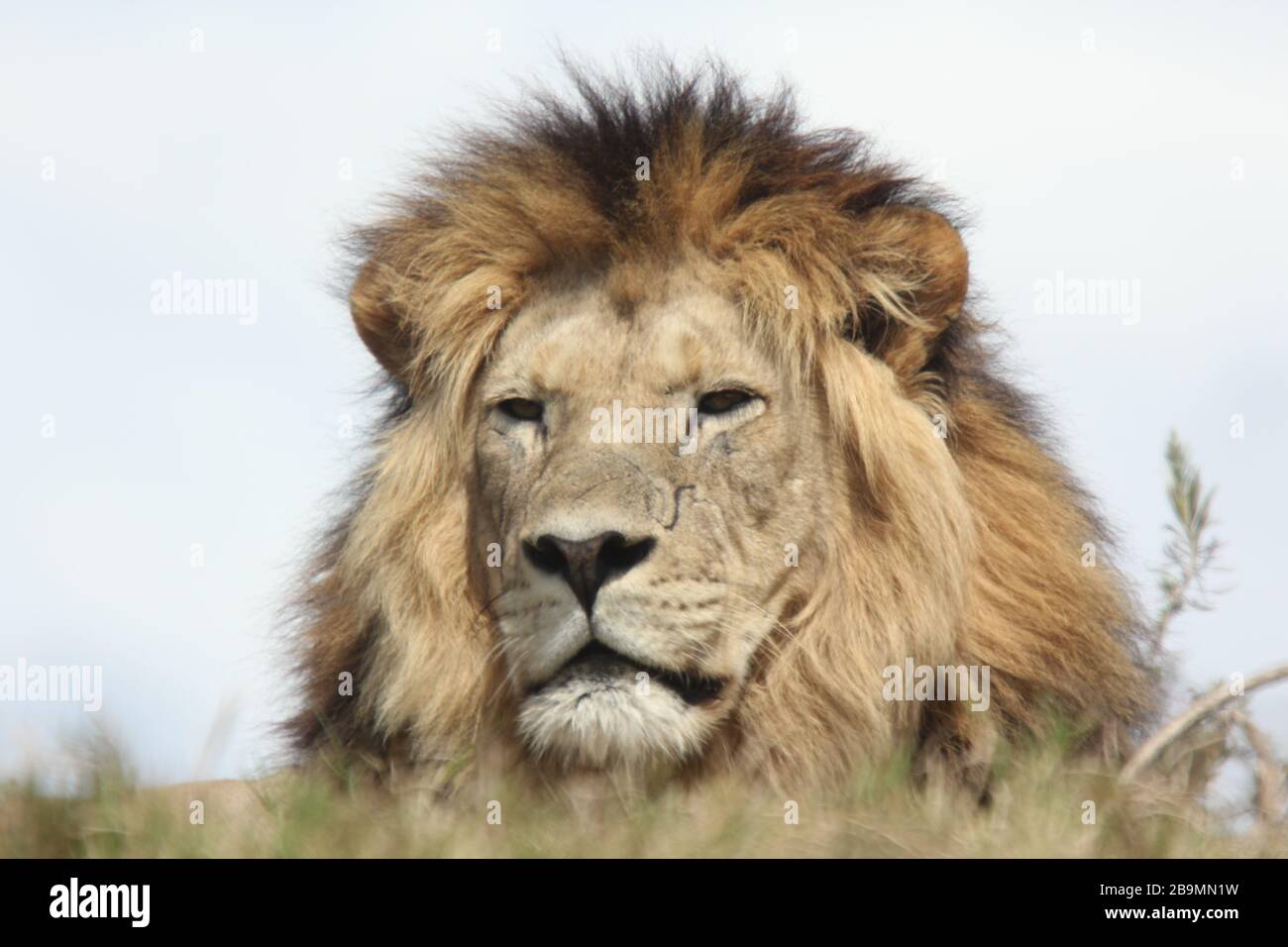 Male Lion, Panthera Leo Stock Photo - Alamy