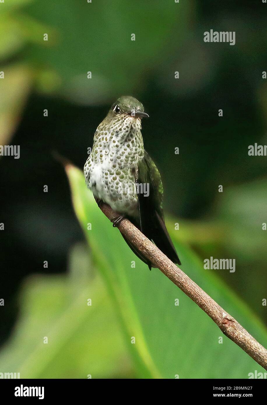 Many-spotted Hummingbird (Taphrospilus hypostictus) adult perched on twig  Fundo Alto Nieva, Peru                February Stock Photo