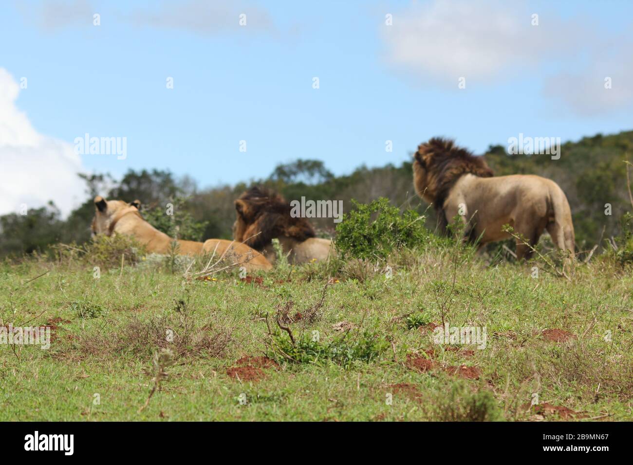 Male Lion, Panthera Leo Stock Photo - Alamy