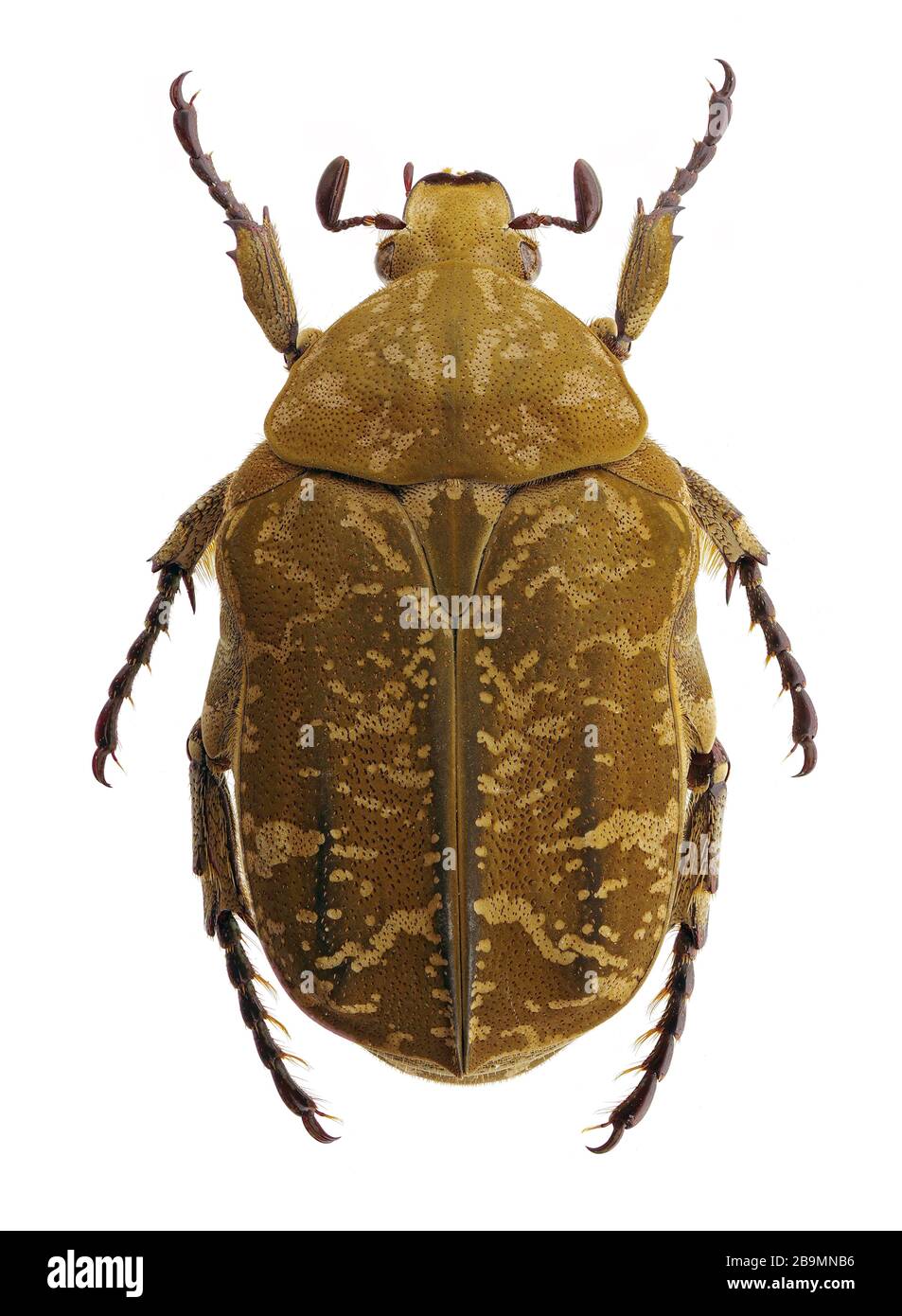isolated specimen of Protaetia culta, a flower beetle from Taiwan and Japan, on white background Stock Photo