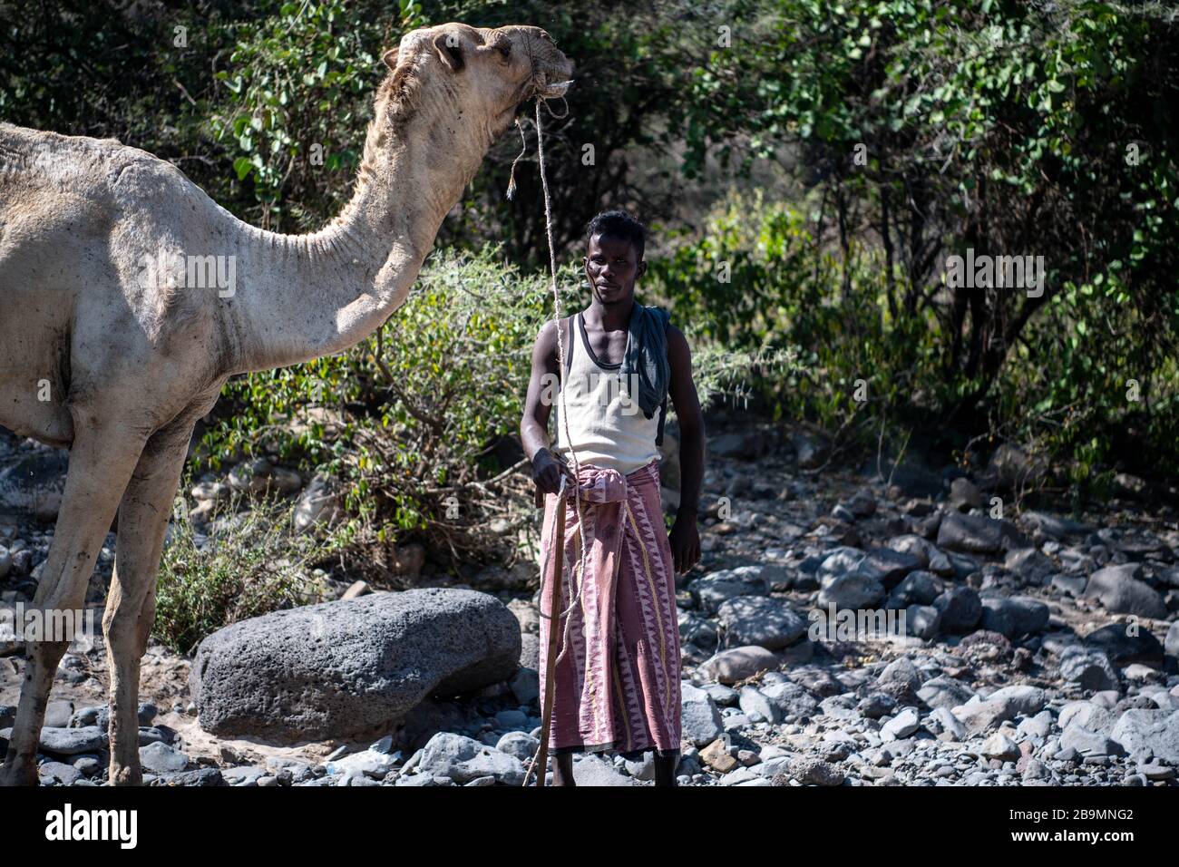 Africa, Djibouti, Bankouale. Cameleer with his dromedary near Bankoualé Stock Photo