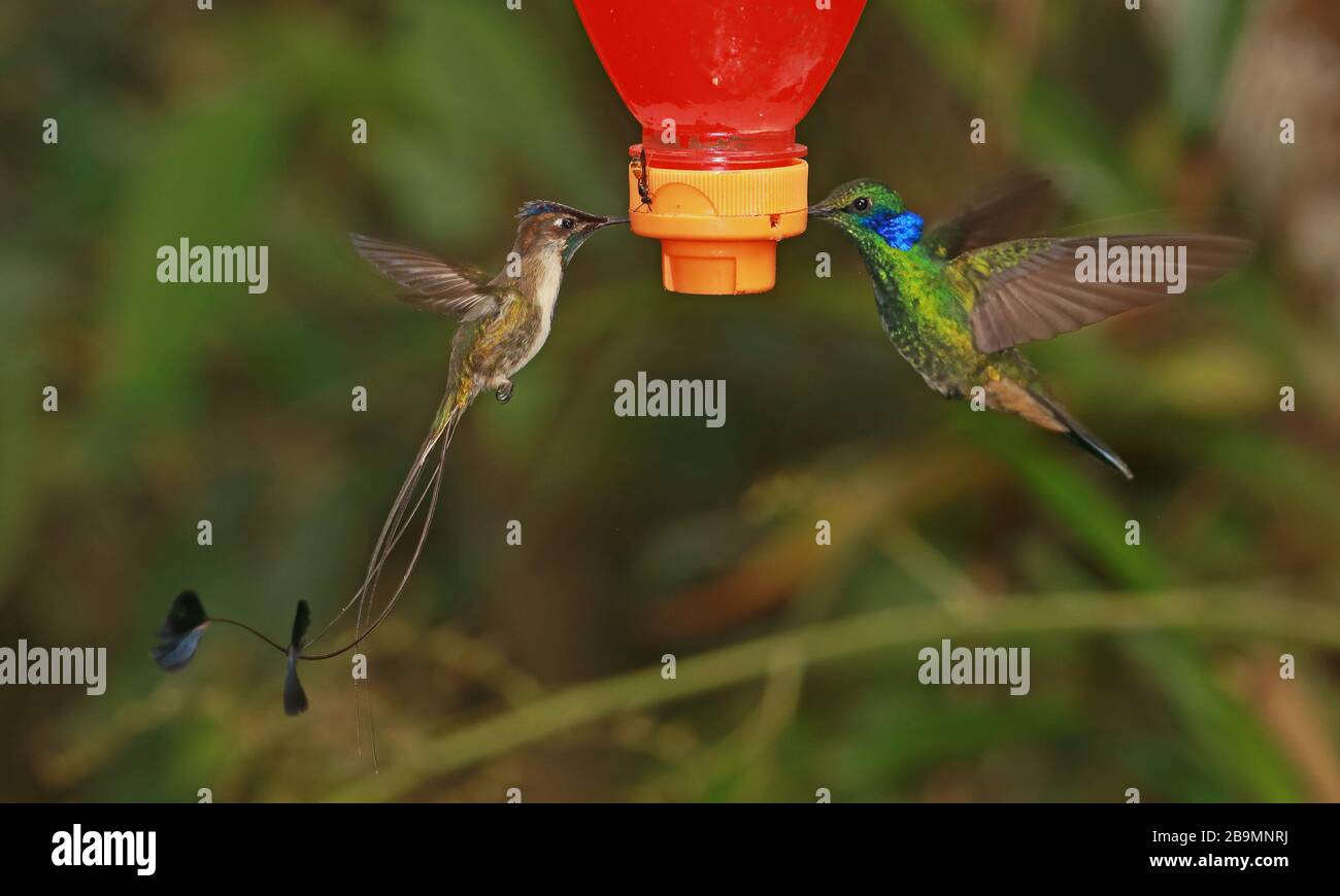 Marvelous Spatuletail (Loddigesia mirabilis) adult male hovering feeding at feeder with Sparkling Violetear (Colibri coruscans)  Huembo Lodge, Peru Stock Photo
