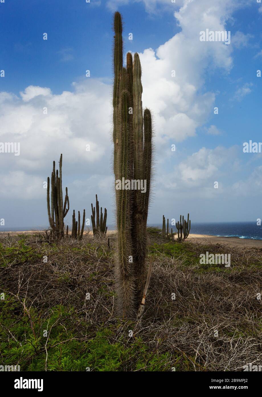 Catus in the arid climate of Washington Slagbaai National Park, Bonaire, Caribbean Stock Photo